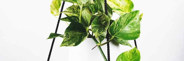 巴西国家足球队标志 - 黄绿色球衣与五星标志